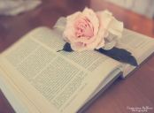 book_and_rose_by_ladyfatadudesons-d4wdclu